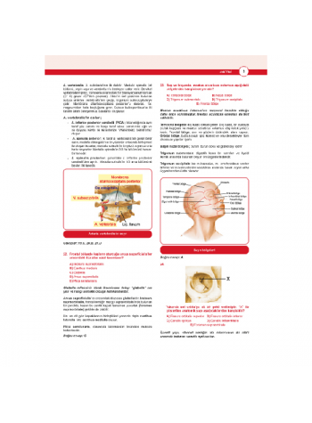 Dusdatamax Anatomi Soruları ( 5.Baskı )