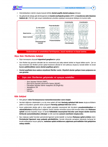 DUS Şampiyonların Notu - Endodonti ( 2025 )