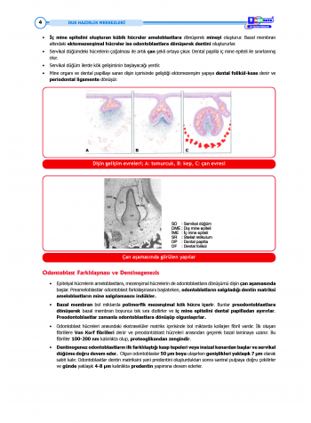 DUS Şampiyonların Notu - Endodonti ( 2025 )