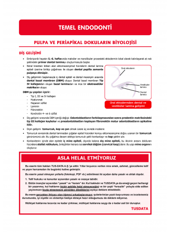 DUS Şampiyonların Notu - Endodonti ( 2025 )