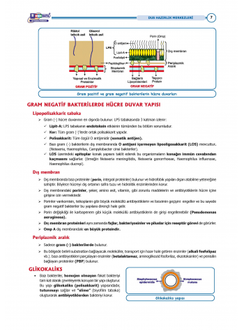 DUS Şampiyonların Notu - Mikrobiyoloji ( 2025 )