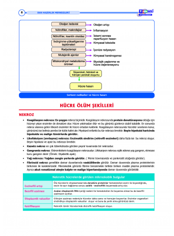 DUS Şampiyonların Notu - Patoloji ( 2025 )