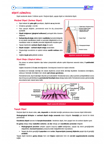 DUS Şampiyonların Notu - Periodontoloji ( 2025 )