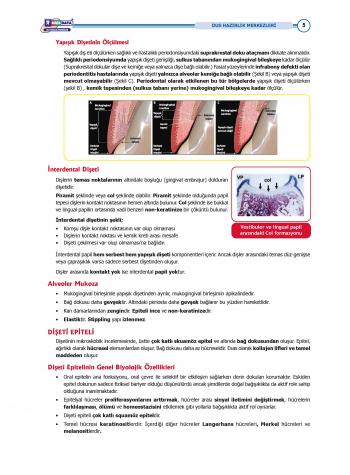 DUS Şampiyonların Notu - Periodontoloji ( 2025 )