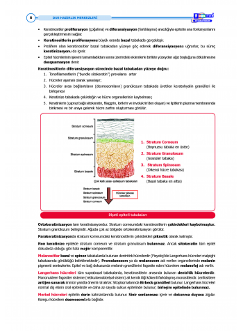 DUS Şampiyonların Notu - Periodontoloji ( 2025 )