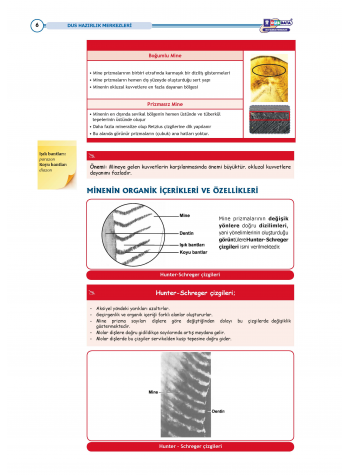 DUS Şampiyonların Notu - Restoratif Diş ( 2025 )