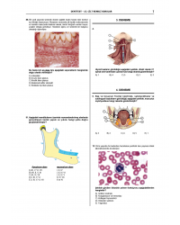 Denttest Deneme Sınavları / 15.Cilt