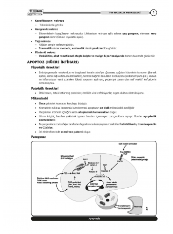 TUS Kampı Kitabı ( Hedef 65 ) Patoloji