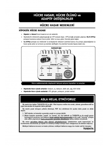 TUS Kampı Kitabı ( Hedef 65 ) Patoloji