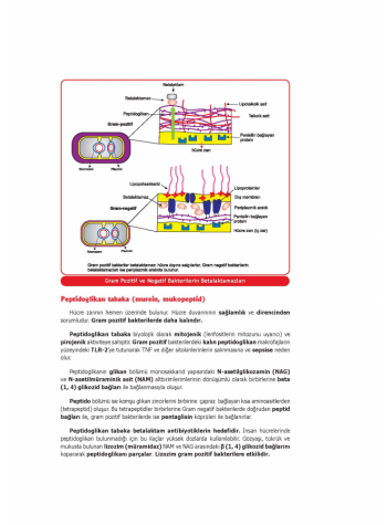 UTS KONU KİTABI ( 5.BASKI ) MİKROBİYOLOJİ 