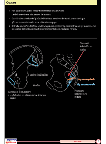 UTS TUS İÇİN ANATOMİ ŞEKİL ATLASI ( 2.BASKI )