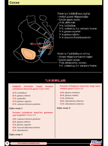 UTS TUS İÇİN ANATOMİ ŞEKİL ATLASI ( 2.BASKI )