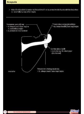 UTS TUS İÇİN ANATOMİ ŞEKİL ATLASI ( 2.BASKI )