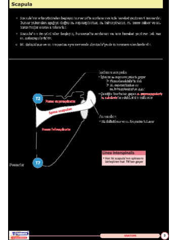 UTS TUS İÇİN ANATOMİ ŞEKİL ATLASI ( 2.BASKI )