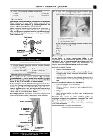 24 Açıklamalı Deneme Serisi - Anatomi