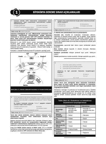 24 Açıklamalı Deneme Serisi - Biyokimya