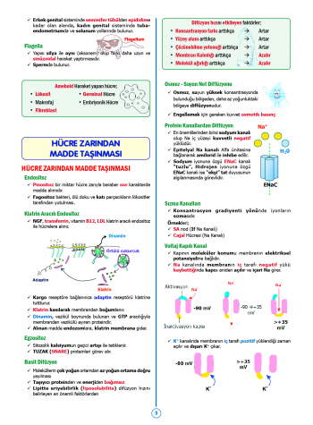 SPEETUS Kampı Fizyoloji ( 2.Baskı )