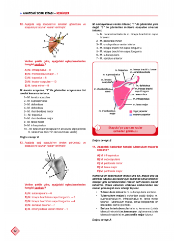 Klinisyen Soruları Anatomi ( 13.Baskı )