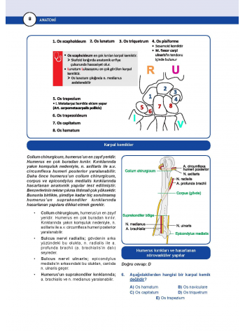 DUS Miadent Soruları ( 7.Baskı ) Anatomi