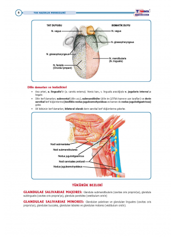 TUS Entegre Temel Gastrointestinal Sistem