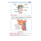 TUS Entegre Temel Gastrointestinal Sistem