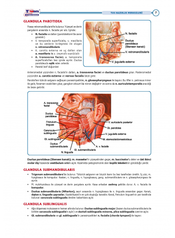 TUS Entegre Temel Gastrointestinal Sistem