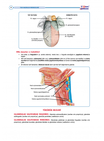 TUS Entegre Temel Gastrointestinal Sistem