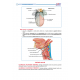 TUS Entegre Temel Gastrointestinal Sistem