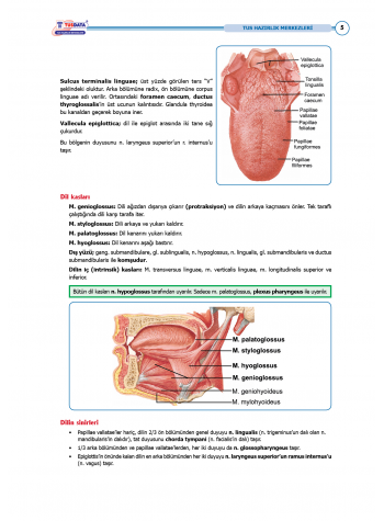 TUS Entegre Temel Gastrointestinal Sistem