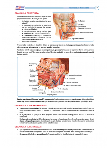 TUS Entegre Temel Gastrointestinal Sistem