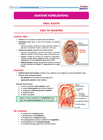 TUS Entegre Temel Gastrointestinal Sistem