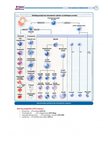 TUS Entegre Temel Hematoloji