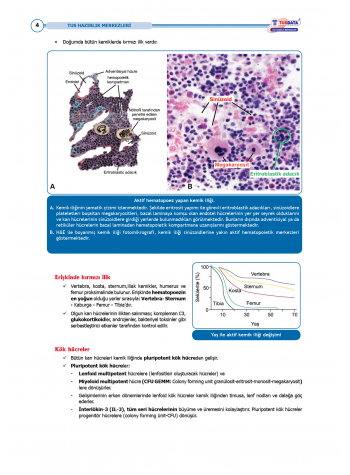 TUS Entegre Temel Hematoloji