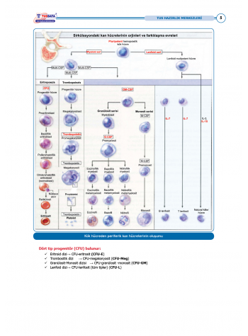 TUS Entegre Temel Hematoloji