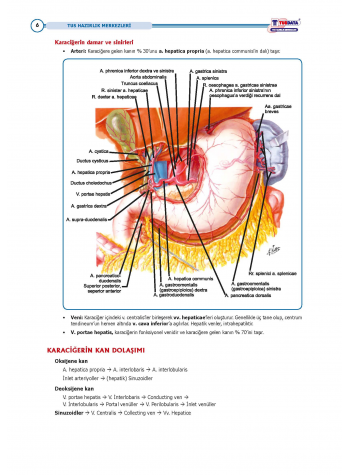 TUS Entegre Temel Hepatobiliyer Sistem