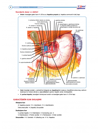 TUS Entegre Temel Hepatobiliyer Sistem