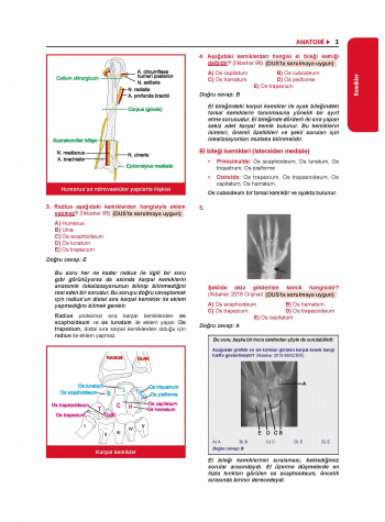 Tüm Tus Soruları ( 33.Baskı ) Anatomi